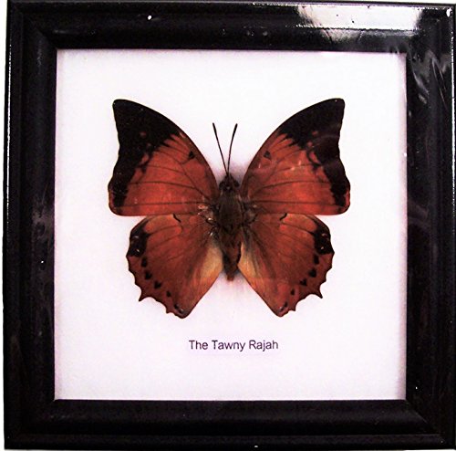 DSB BTF01G Butterfly Framed the Tawny Rajah Specimen Gift Display Insect Taxidermy