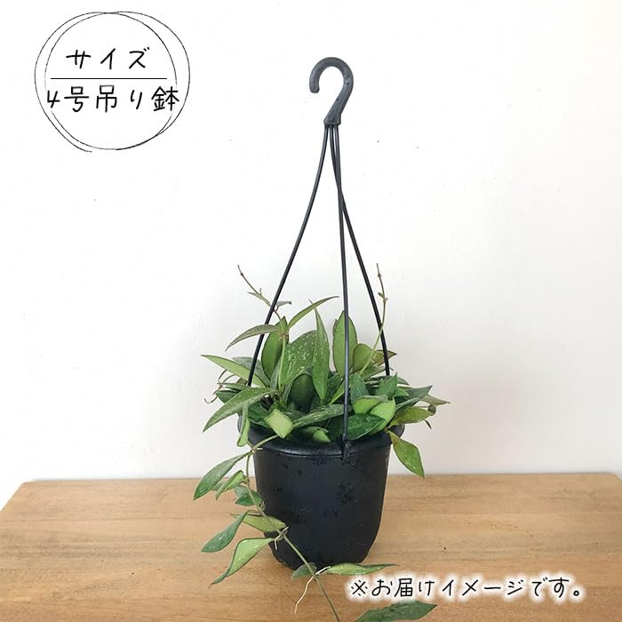 こ*ろ様 観葉植物　吊り鉢　ハンギング　7種アソート　バンダ　ホヤ こ*ろ様 観葉植物 吊り鉢 ハンギング 7種アソート バンダ ホヤ こ*