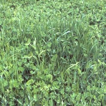 Outsidepride Gardenway Cover Crop Seeds