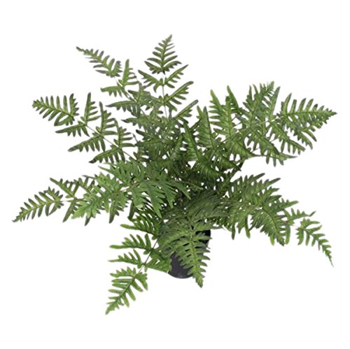 Progettare realistica pianta di felce artificiale