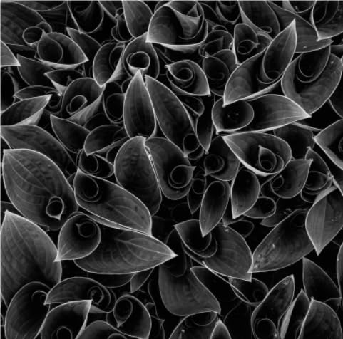 Hosta Bulbs in Bulk: Hardy Perennial Splendor for Breathtaking Garden Displays, Potted Plants-6 Bulbs-A