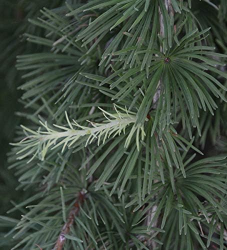 1233-Semillas de alerce llorón enano (Larix Decidua 'Pendula') de Robsrareandgiantseeds UPC0764425789161 Sin OMG, orgánico, cultivador de EE. UU.,