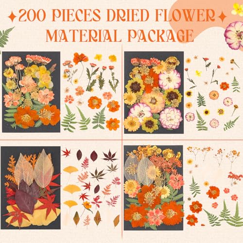 Flores secas prensadas naturales pack 200 piezas miniatura 2