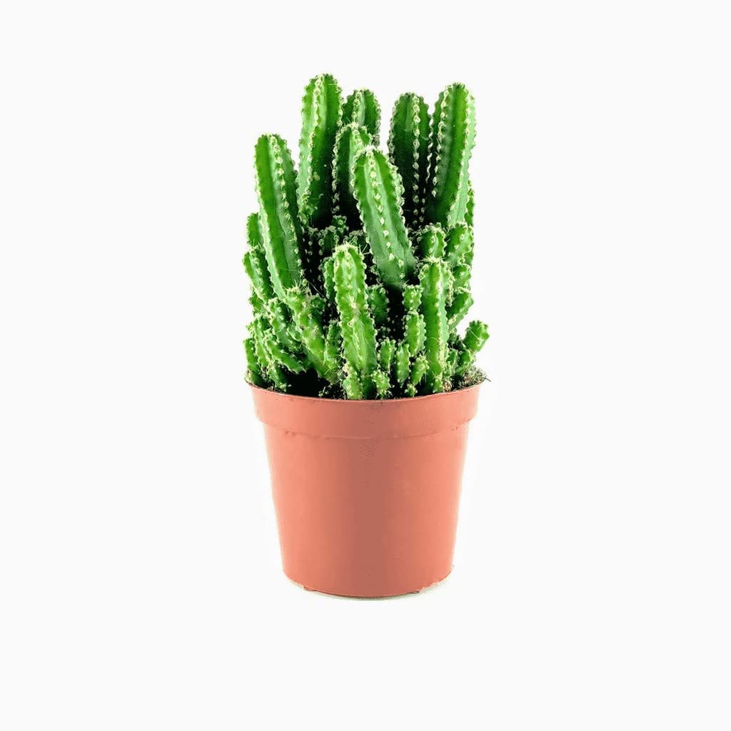 Cerus Jamocarus Cactus | Fairy Castle Cactus for Indoor Décor | Air-Purifying Houseplant | Low Maintenance Succulent | Perfect for Home & Office | No Pot Included (B0DDC8N71G) Amazon Price History, Amazon Price Tracker