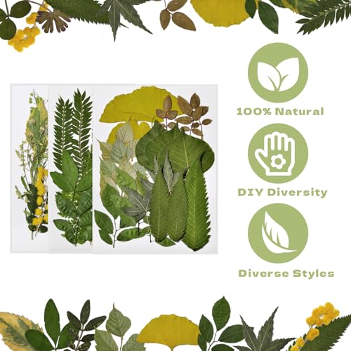 63 PCS Hojas Naturales Prensadas Secas para Manualidades miniatura 2