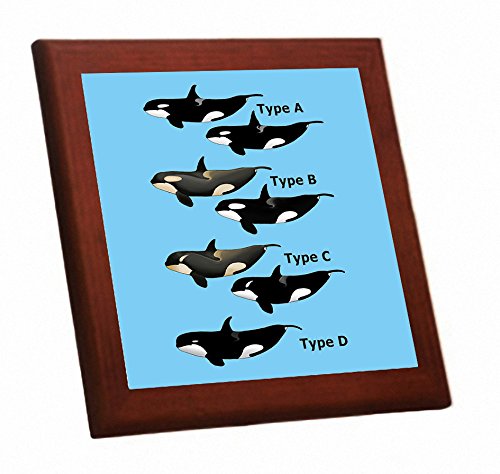 Amazon.co.jp: シャチの分類図の木枠付きフォトタイル（世界の野生動物