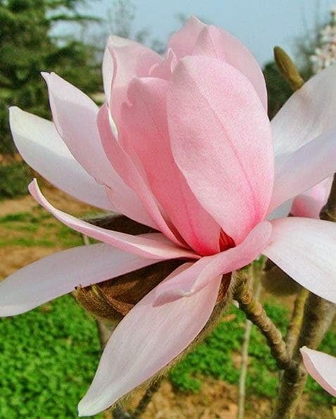 ASNOGMULDA Orange grafted Golden Champa| Swarna Champa| Orange Swarna Champa|Sonchafa Flower |Michelia Hirwa Chafa| Magnolia Champaca|Champak Chafa Flower Plant Pack Of 1 Hybrid Healthy Live Plant (B0D2ZTZDB8) Amazon Price History, Amazon Price Tracker