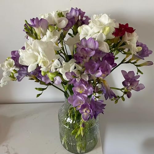 bulbos de fresia plantas decorativas flores de primavera bulbos flores de otoño resistentes Plantas de balcón resistentes Flores de balcón, bombachos de primavera, bulbos Los bulbos 4pcs