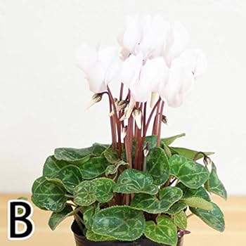 桜＊ サンタクロース(大と小) とシクラメンの鉢植え3色セット