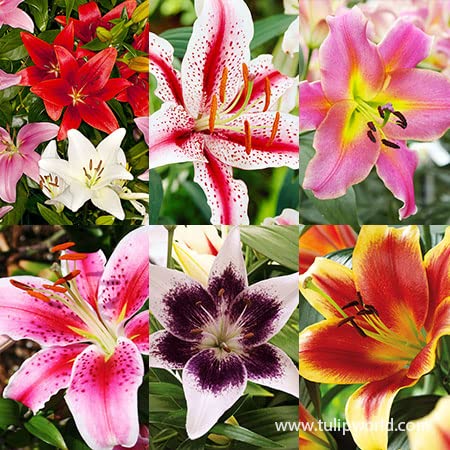 See full amazon price history chart for Audbhidhi Oriental Lily Flower Bulbs For Home Gardening (pack of 15 bulbs) Audbhidhi Oriental Lily Flower Bulbs For Home Gardening (pack of 15 bulbs) (B0B6FHKCDV) Amazon Price History, Amazon Price Tracker