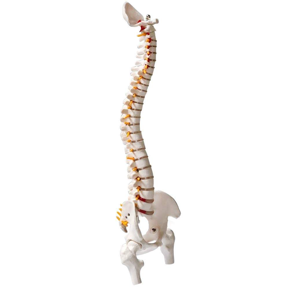 Modello Educativo Modello Flessibile Di Colonna Vertebrale Della Colonna Vertebrale Umana Con Bacino, Teste Del Femore, Disco Lombare, Osso Sacro Aperto, Modello Di Osso Occipitale, Ecc., 45 Cm/17,7"
