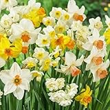 Bulbes de Jonquilles Budget Collection - Narcisses Bulbes - 25 Bulbes de Fleurs à Planter...