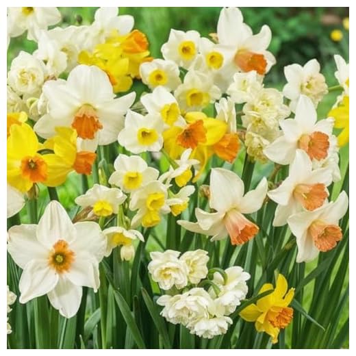 Collezione di bulbi di narcisi profumati (25 pezzi), perenni e resistenti, mix di bulbi da fiore dall'Olanda per giardino e vaso, 6-7 varietà (senza semi, non artificiali)
