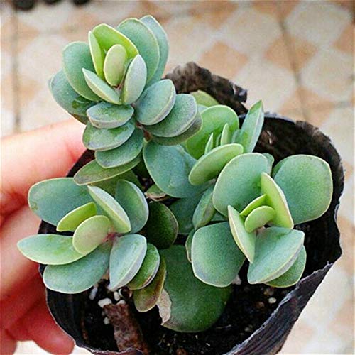 Buy 90 Graines Succulent Seeds Garden Flower Pots for Succulents Seeds