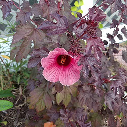 Cranberry hibiscus - How to grow & care