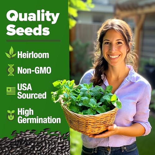 HOME GROWN Peppermint Seeds 2 Pack (Mentha × piperita) – 4,740 Heirloom Mint Seeds for Planting – Grow Indoors or Outdoors, Kitchen Herb Garden Favorite - Image 2