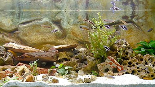 Fire Dvd And Freshwater Fishes Dvd - 2 Dvd Set Fireplace And Freshwater Aquariums 2016 #TOP6