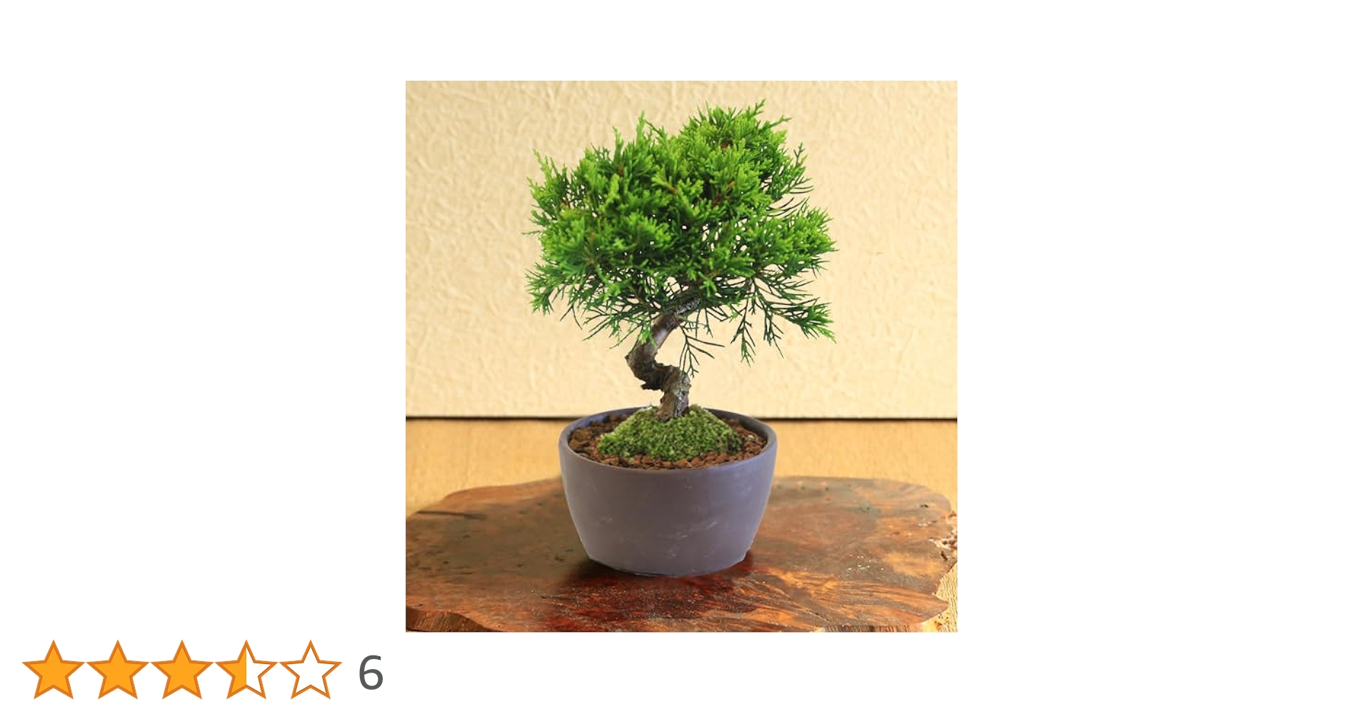 Amazon.co.jp: 遊恵盆栽 ミニ盆栽：糸魚川真柏（曲・5年生）* (萬古焼