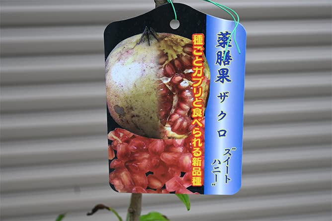 Amazon.co.jp: ザクロ苗 スイートハニー石榴 種ごと食べれる石榴 : DIY