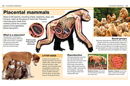 Pocket Genius Mammals: Facts at Your Fingertips