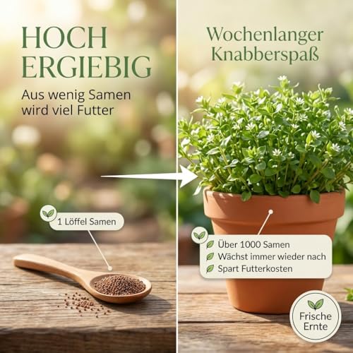 Vogelmiere Samen (Stellaria media) - Wertvolle Heilpflanze und beliebte Futterpflanze für Wellensittiche und viele andere Vögel (Vogelmiere)