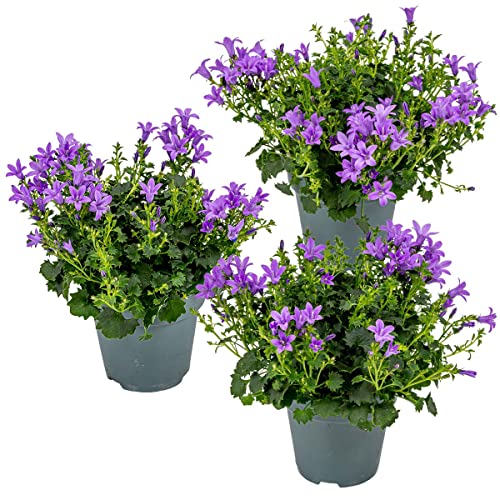 Bloomique - Lot de 3 - Campanula Ambella Intense Purple - Campanule - Couvre-sol - Plantes de jardin - Résistante au gel - Sans danger pour les animaux - 10-20 cm de haut - Pot 10,5 cm