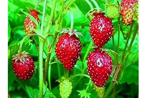 100+ Alpine Strawberry Alexandria Everbearing - Fruit Red: Vibrant Scarlet Berries in Abundance