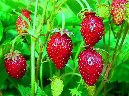 Miniatura 2 de Semillas Alpine Strawberry Alexandria No GMO Heirloom Everbearing