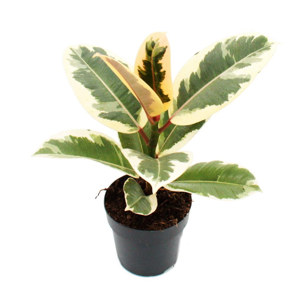 Exotenherz - Fico di betulla cespuglioso - Ficus benjamini Kinky Green - Vaso da 12 cm