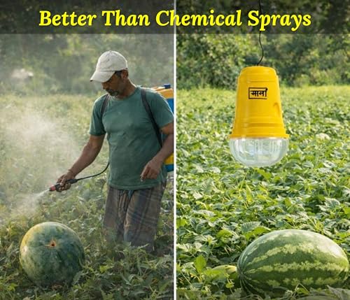 Image of Chipku Glass Trap with Melon Fly Lure for Garden & Farm Use to Control cucurbitae | Effective Pest Control for Melon Fly, Bottle Gourd & All Vegetables - Pack of 2