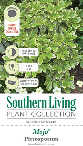 Mojo Pittosporum (2 Gallon) Dwarf Evergreen Shrub With Green And White Variegated Foliage - Part Sun To Shade Live Outdoor Plant - Southern Living Plants #TOP4