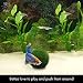 LUFFY Marimo Moss Balls - Estéticamente hermoso y crea un ambiente saludable...