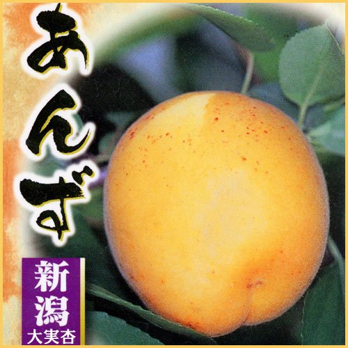 Amazon.co.jp: 杏(あんず)苗木 新潟大実杏の苗木 13.5cmポット苗 接木1