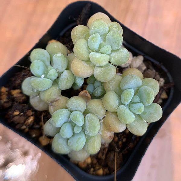 Amazon.co.jp: 農園直売 多肉植物 寄せ植え エケベリア ロココ