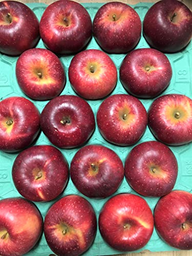 쌧Y Y_ƒ ̓񂲕iuVimzbyv󂠂莩ƗpN Ɨp 10`20 4.7`5/ n11{珇Jn\Iinx̐isɂn͑Oサ܂j