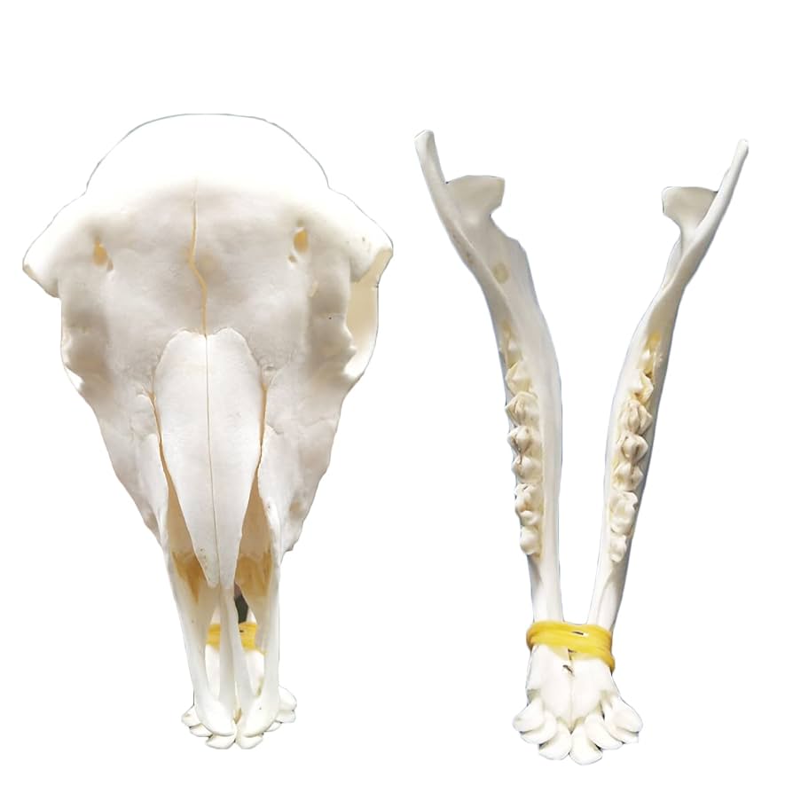 羊の頭骨　標本 Amazon.co.jp: 羊の頭蓋骨標本、1:1等身大羊の頭蓋骨モデル