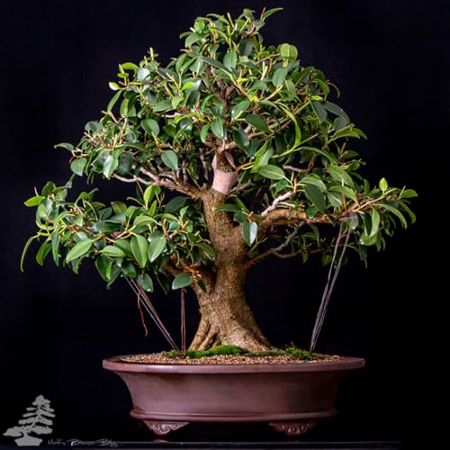 Image of 20 Seeds- Moreton Bay Fig Tree Seeds -Ficus Macrophylla - Grow Indoor & Outdoor Both