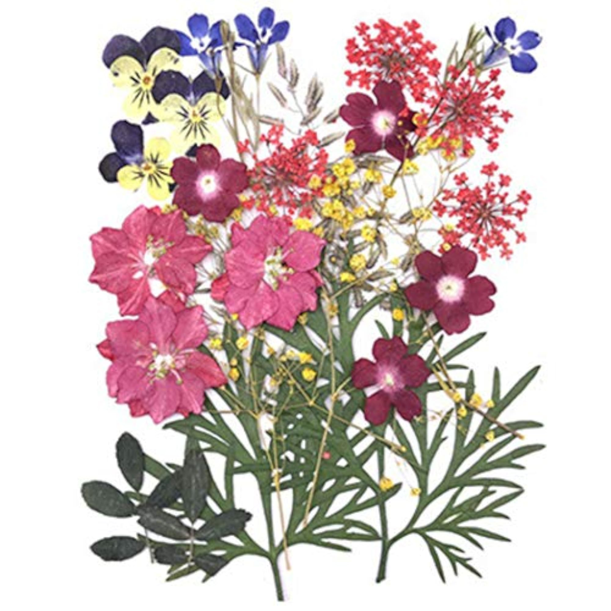 Dried Craft Flowers Multipurpose DIY Kit