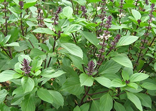 Kapebonavista® Thai Basil Kama Kasturi 2 Month Old Plant Sweet Sabja Seeds Tukmaria Falooda Living Plant with Poly Bag (B07VNR69MC) Amazon Price History, Amazon Price Tracker