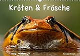 Kröten & Frösche (Wandkalender 2019 DIN A3 quer): Die bunte Welt der Froschlurche (Monatskalender, 14 Seiten ) (CALVENDO Tiere) - Elisabeth Stanzer