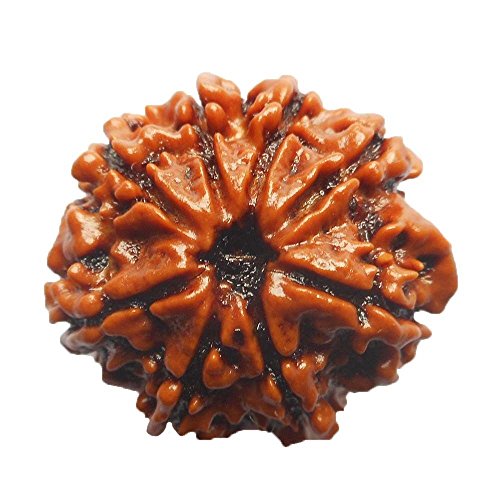 Rudraksha Nepalí de 55 quilates 8 caras Mukhi para equilibrio y meditación diaria