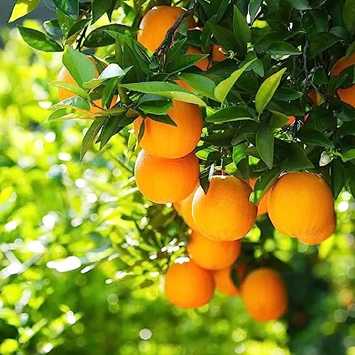 150+ Pcs Seeds Dwarf Bonsai Fruit Tree Seeds Non-Gmo For Planting Lemon Cherry Orange Tree Seed(50 Pcs For 3 Pack) #TOP3