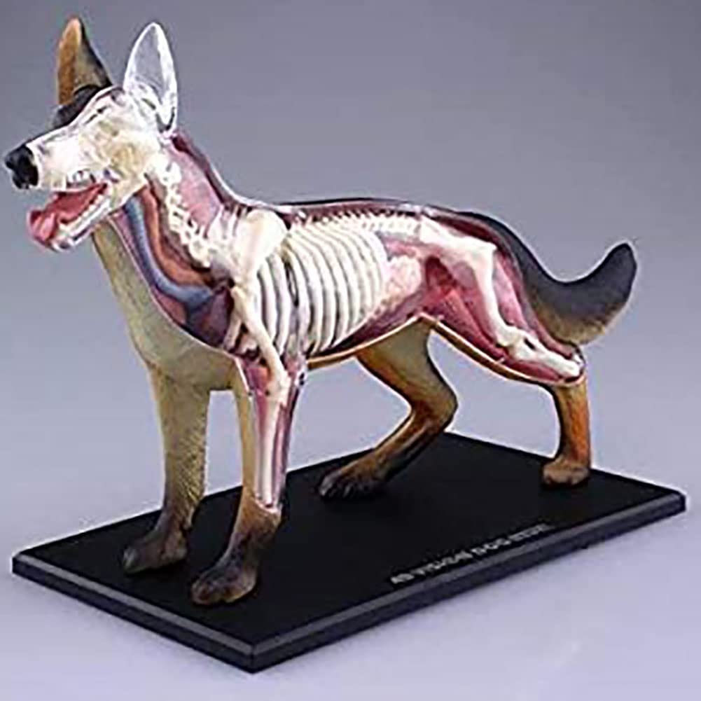 心臓模型　【犬】2分割モデル　(レア) 心臓模型 【犬】2分割モデル (レア)