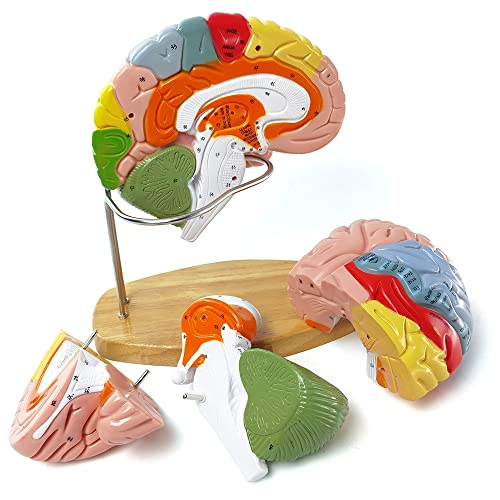 1.5 Mal Lebensgröße Anatomie Menschliches Gehirnmodell für Neurowissenschaften Lehre, Wissenschaft Klassenzimmer Studie Display Medizinisches Modell, 9 Farben Etiketten, um Gehirn zu identifizieren