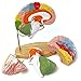 2025 New Human Brain Model for Neuroscience Teaching with Labels 1.5 Times Life Size Anatomy Model for Learning Science Classroom Study Display Medical Model,9 Colors to Identify Brain Functions