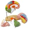 2025 New Human Brain Model for Neuroscience Teaching with Labels 1.5 Times Life Size Anatomy Model for Learning Science Classroom Study Display Medical Model,9 Colors to Identify Brain Functions