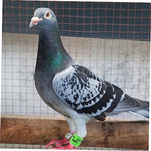 GLSTOY 100 Pçs Tornozeleira De Pombo Bandas De Identificação De Pombos Banda De Perna De Pombo Anéis