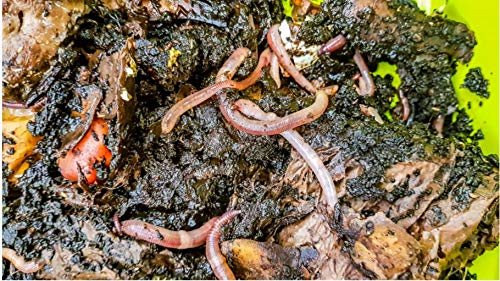 SUPERWURM-500-g-Kompostwuermer-Dendrobena-ca-550-lebende-Wuermer-fuer-Komposter-Wurmkiste-und-zum-Angeln-Bioabfall-in-organischen-Duenger-umwandeln-Riesenrotwurm-als-Kompostbeschleuniger