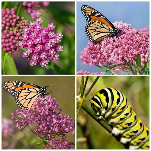 Image of Seed Needs Pink Swamp Milkweed Seeds for Monarch Butterflies 1 Pack