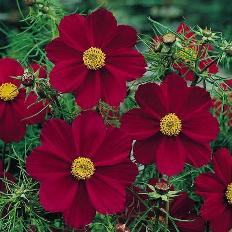 Golden Hills Farm® (AVG 100-500) seeds Rare cosmos flower" Purple Red-White" Ornamental flower Seeds (B093QJS42X) Amazon Price History, Amazon Price Tracker